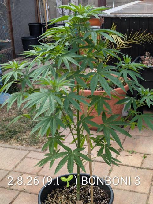 OUT🍬Bonboni HS🍬. Week 9