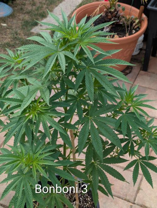 OUT🍬Bonboni HS🍬. Week 9