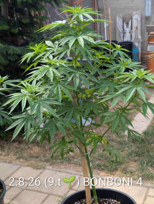 OUT🍬Bonboni HS🍬. Week 9