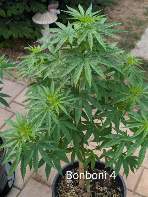 OUT🍬Bonboni HS🍬. Week 9