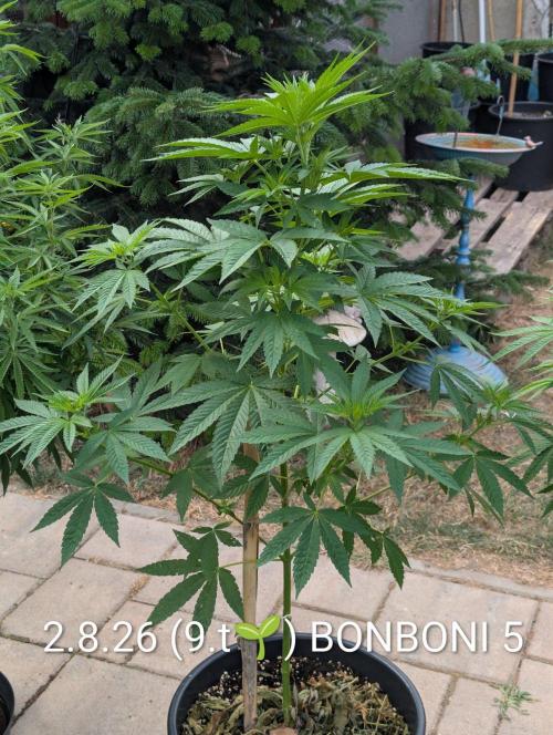 OUT🍬Bonboni HS🍬. Week 9