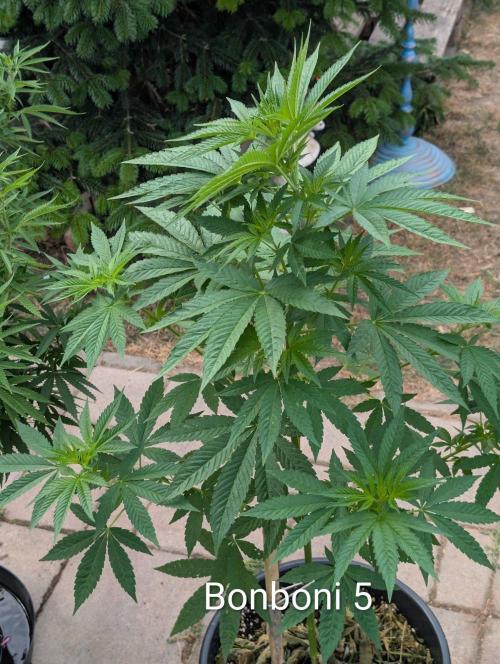 OUT🍬Bonboni HS🍬. Week 9