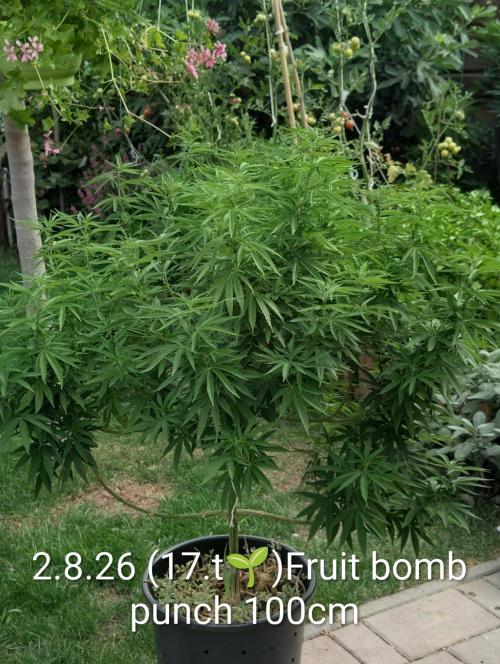 Outdoor  FRUIT 📸🌞🌱. Week 17