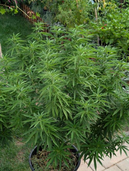 Outdoor  FRUIT 📸🌞🌱. Week 17
