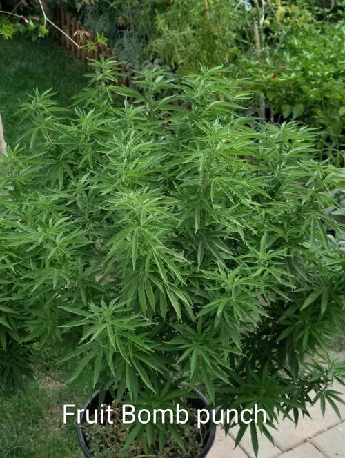 Outdoor  FRUIT 📸🌞🌱. Week 17