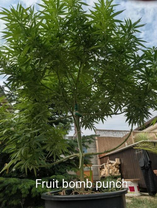 Outdoor  FRUIT 📸🌞🌱. Week 17