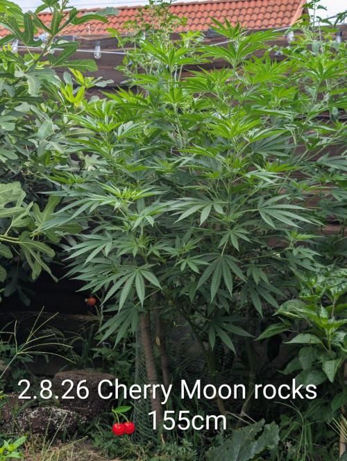 Outdoor 📸Cherry Moonrocks🍒. Week 14