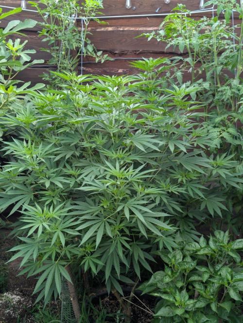 Outdoor 📸Cherry Moonrocks🍒. Week 14