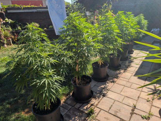 OUT🍬Bonboni HS🍬. Week 10