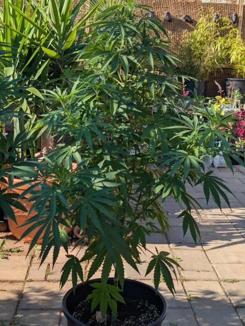 OUT🍬Bonboni HS🍬. Week 10