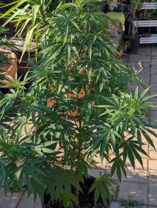 OUT🍬Bonboni HS🍬. Week 10