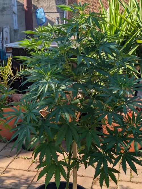 OUT🍬Bonboni HS🍬. Week 10