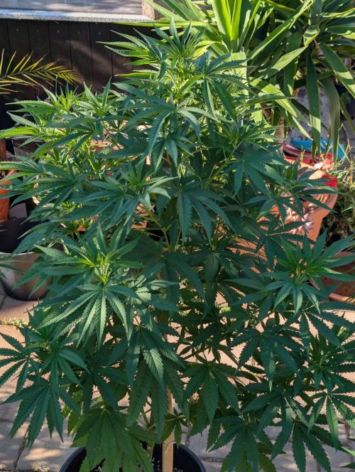 OUT🍬Bonboni HS🍬. Week 10