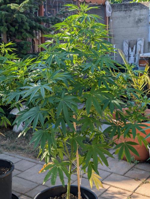 OUT🍬Bonboni HS🍬. Week 10