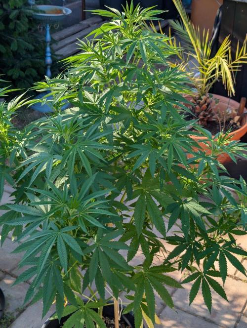 OUT🍬Bonboni HS🍬. Week 10