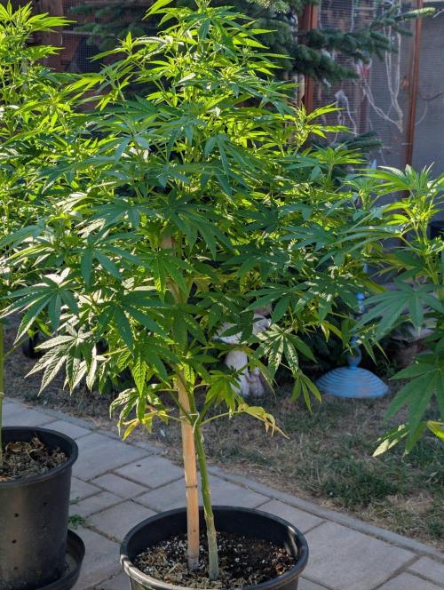 OUT🍬Bonboni HS🍬. Week 10