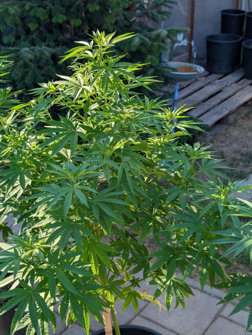 OUT🍬Bonboni HS🍬. Week 10
