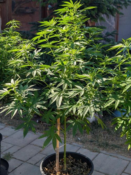 OUT🍬Bonboni HS🍬. Week 10