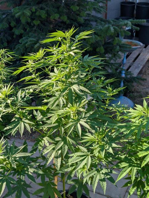 OUT🍬Bonboni HS🍬. Week 10