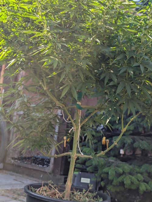 Outdoor  FRUIT 📸🌞🌱. Week 18