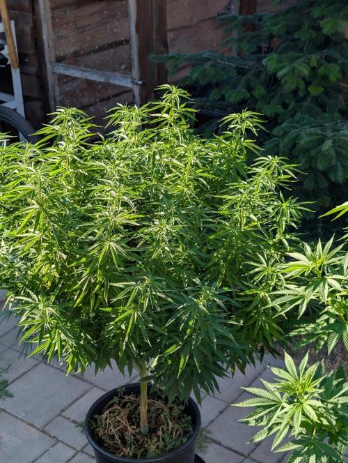 Outdoor  FRUIT 📸🌞🌱. Week 18