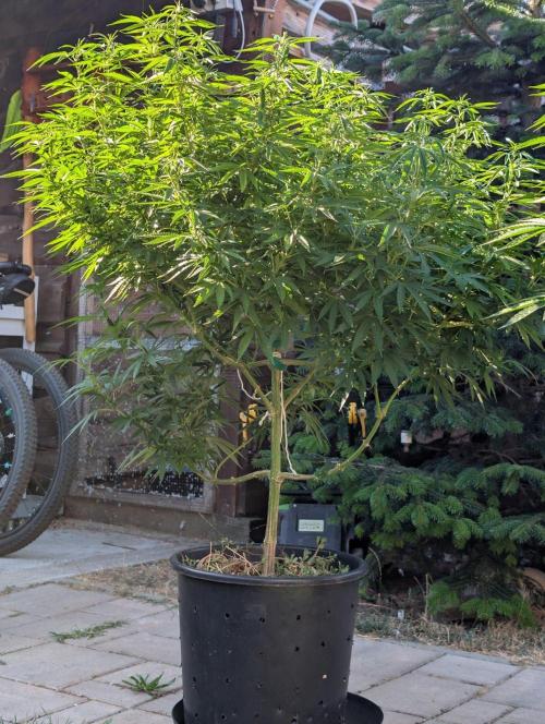 Fruit Bomb Punch. Week 18