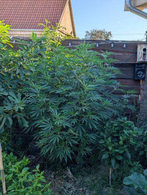 Outdoor 📸Cherry Moonrocks🍒. Week 15