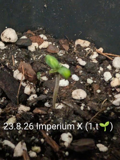 FÉNIXOV ŠEPOT🐦‍🔥🌱. Week 1