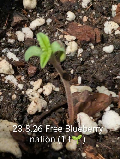 FÉNIXOV ŠEPOT🐦‍🔥🌱. Week 1