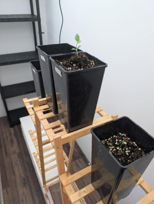 FÉNIXOV ŠEPOT🐦‍🔥🌱. Week 1