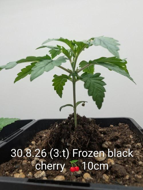 FÉNIXOV ŠEPOT🐦‍🔥🌱. Week 2