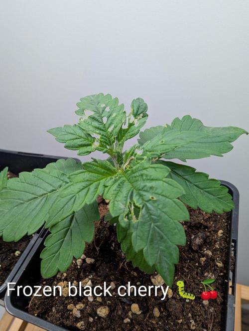 FÉNIXOV ŠEPOT🐦‍🔥🌱. Week 2