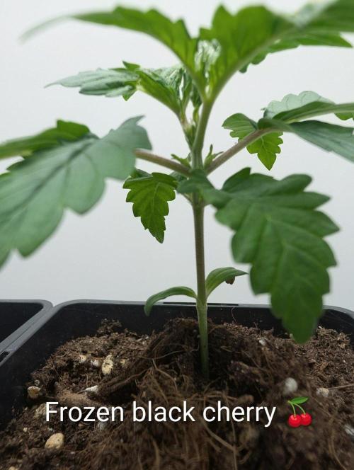 FÉNIXOV ŠEPOT🐦‍🔥🌱. Week 2