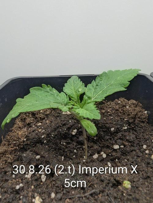FÉNIXOV ŠEPOT🐦‍🔥🌱. Week 2