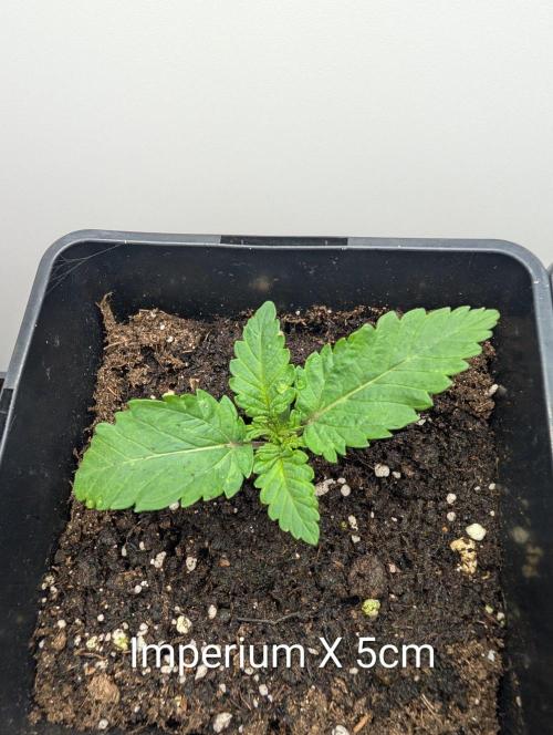 FÉNIXOV ŠEPOT🐦‍🔥🌱. Week 2
