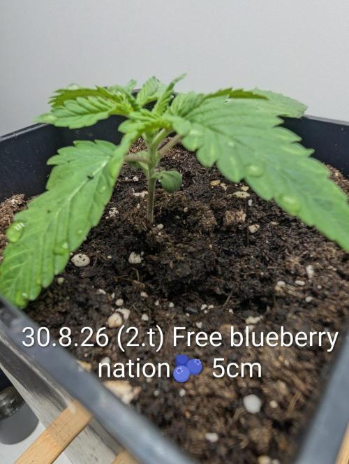 FÉNIXOV ŠEPOT🐦‍🔥🌱. Week 2