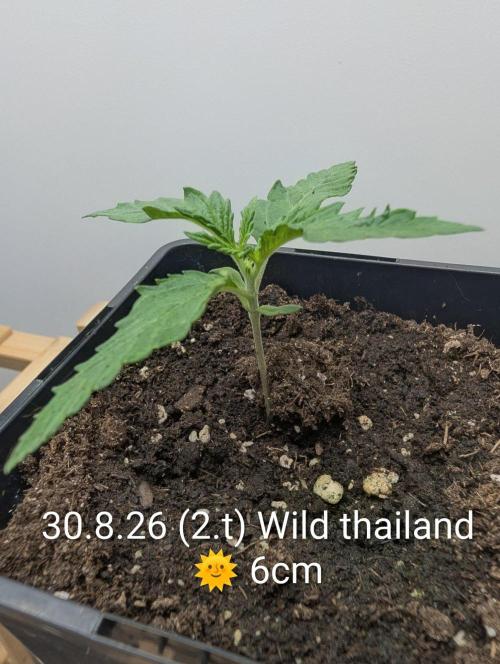 FÉNIXOV ŠEPOT🐦‍🔥🌱. Week 2