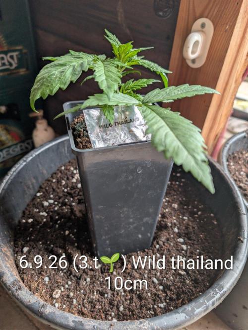 FÉNIXOV ŠEPOT🐦‍🔥🌱. Week 3