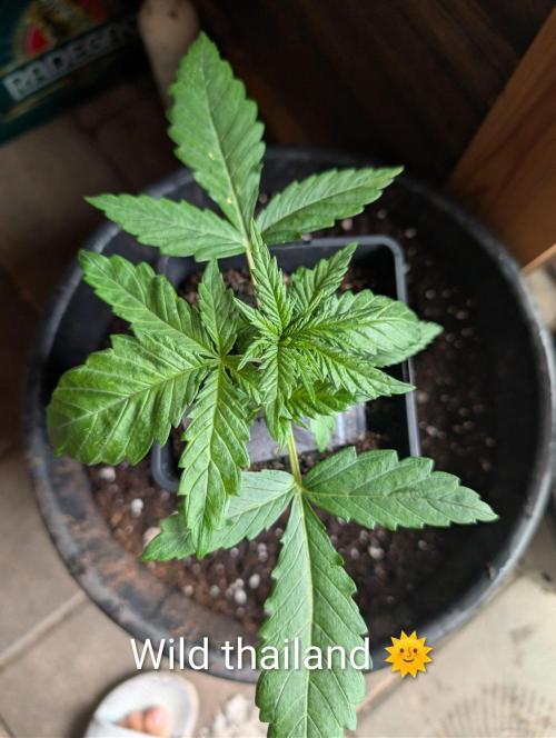 FÉNIXOV ŠEPOT🐦‍🔥🌱. Week 3
