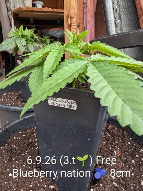 FÉNIXOV ŠEPOT🐦‍🔥🌱. Week 3