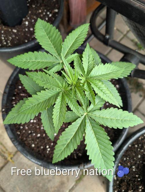 FÉNIXOV ŠEPOT🐦‍🔥🌱. Week 3