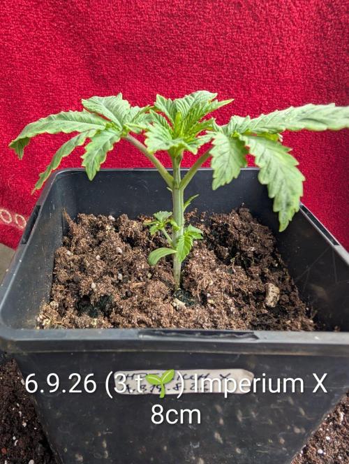 FÉNIXOV ŠEPOT🐦‍🔥🌱. Week 3