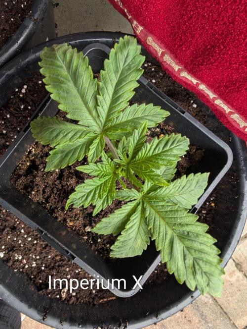 FÉNIXOV ŠEPOT🐦‍🔥🌱. Week 3