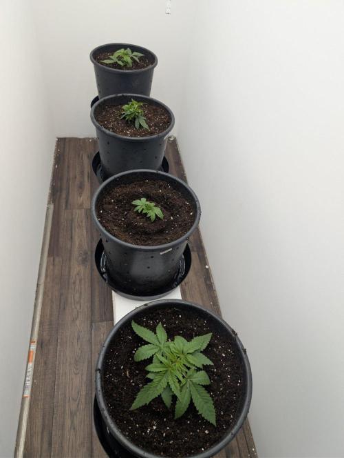 FÉNIXOV ŠEPOT🐦‍🔥🌱. Week 3