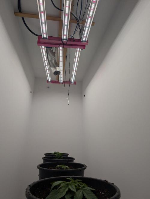FÉNIXOV ŠEPOT🐦‍🔥🌱. Week 3