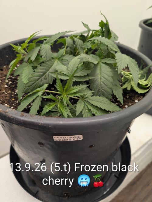 FÉNIXOV ŠEPOT🐦‍🔥🌱. Week 4