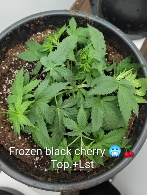 FÉNIXOV ŠEPOT🐦‍🔥🌱. Week 4