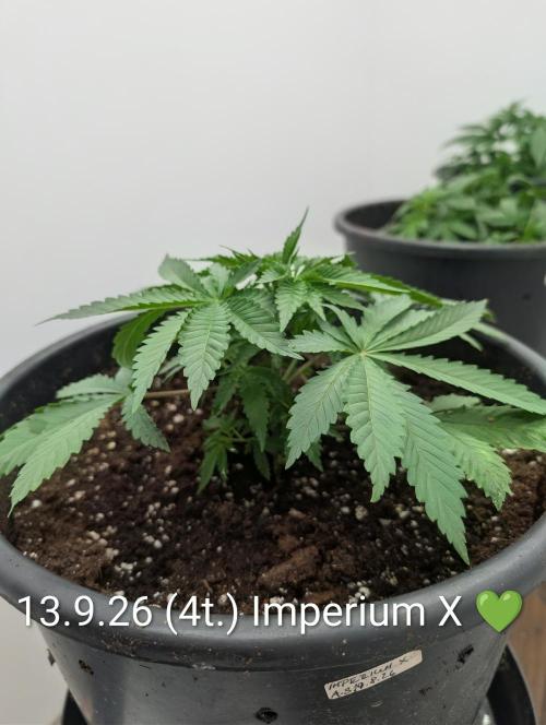 FÉNIXOV ŠEPOT🐦‍🔥🌱. Week 4