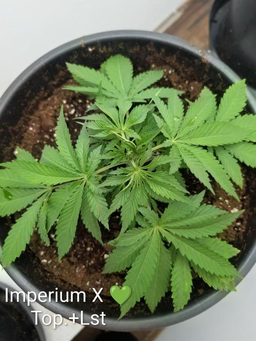 FÉNIXOV ŠEPOT🐦‍🔥🌱. Week 4