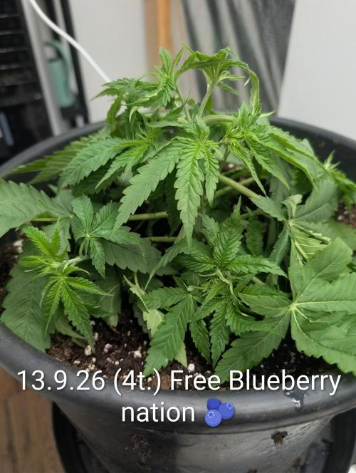 FÉNIXOV ŠEPOT🐦‍🔥🌱. Week 4